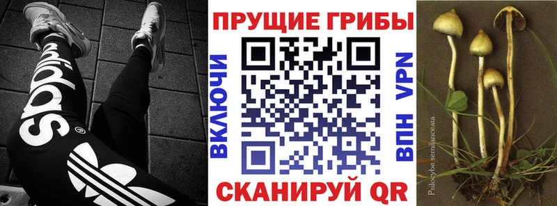 Псилоцибиновые грибы Cubensis  Юхнов 
